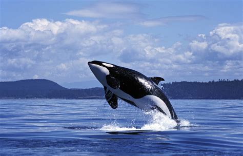 We-Are-Puget-Sound-campaign-orca-local-wildlife - WhatcomTalk