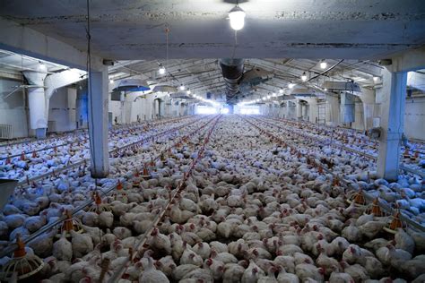 What Is a CAFO? The Costs of Industrial Farming - Seven Sons Farms