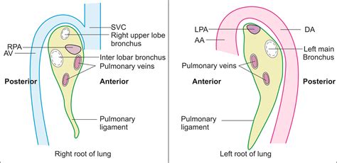 Techniques of Linear Endobronchial Ultrasound | IntechOpen