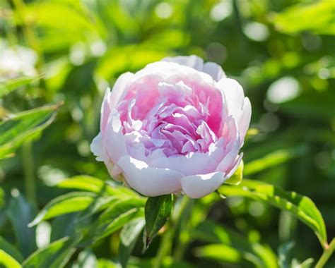 Premium Photo | Pink peony flower