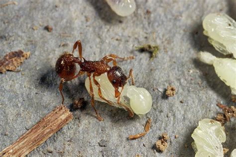 Ant Lifting Pupa Photograph by Sinclair Stammers - Fine Art America