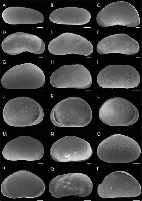 Specimens of determined ostracod species extracted from sediment... | Download Scientific Diagram