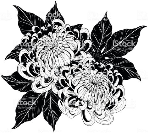 How To Draw A Chrysanthemum Flower