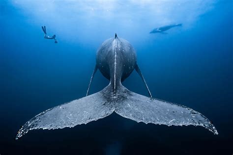 These 50 Stunning Photos From The 2018 Underwater Photography ...