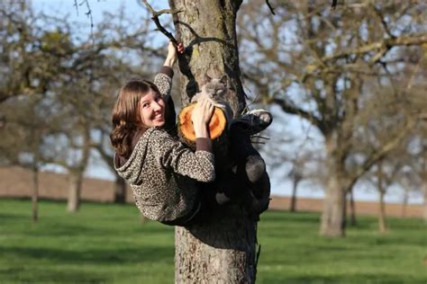 Which is the safest device to use while climbing a tree or in a tree ...