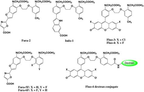 Chemical structures of Ca 2+ fluorescent molecular probes. | Download Scientific Diagram