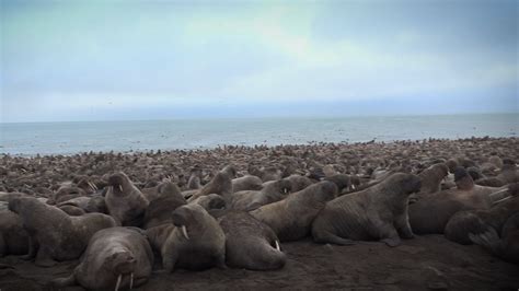 Our Planet | Behind the scenes - Walrus