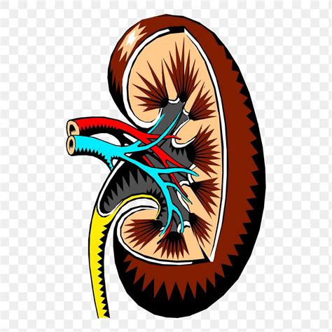 Kidney Organ Images | Free Photos, PNG Stickers, Wallpapers & Backgrounds - rawpixel