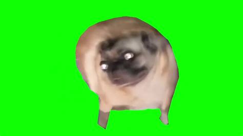 Dancing Dog Meme Green Screen Greenscreen memes dancing dog funny green screen meme exe who are we