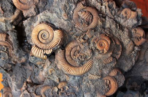 Why Are Fossils Only Found in Sedimentary Rocks? | Discover Magazine