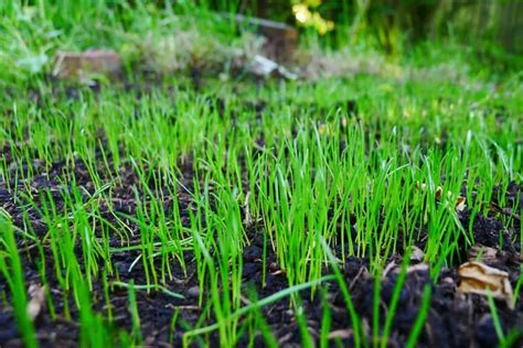 Here Is How To Tell If Grass Seed Is Germinating