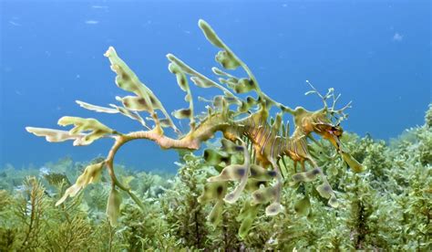 The Infamous Leafy Seadragon