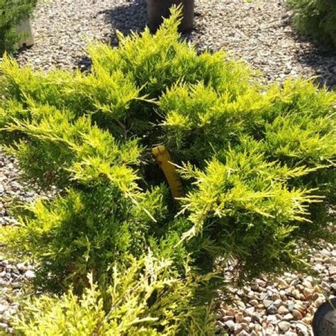 Old Gold Juniper | C&J Gardening Center