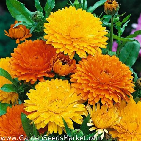 Pot Marigold seeds - Calendula officinalis - 360 seeds – Garden Seeds ...