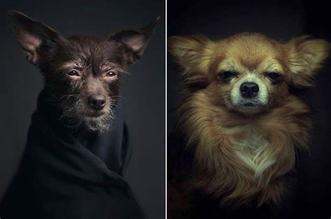 Animals look like humans in these expressive pet portraits that show creatures in a new light ...