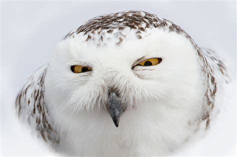 Images Eyes Snowy owl Beak Head Glance animal Closeup