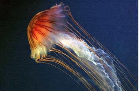 What is Scyphozoa? - C.S.W.D