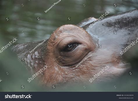 Eye Hippo Peeking While Swimming Stock Photo 2119122674 | Shutterstock