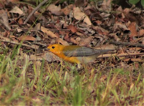 Waccamaw National Wildlife Refuge, Conway, SC - BACKYARD BIRD ADVENTURES