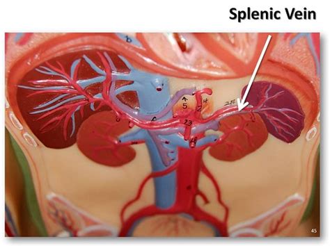 Splenic vein - The Anatomy of the Veins Visual Guide, page… | Flickr