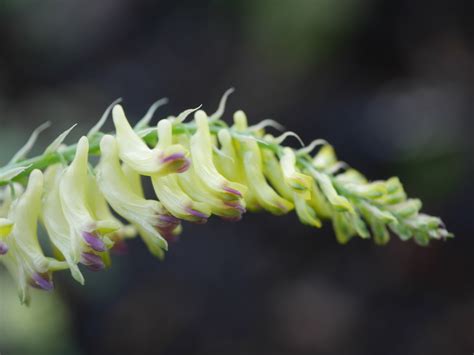 Corydalis ophiocarpa - Kind Hearts and Corydalis