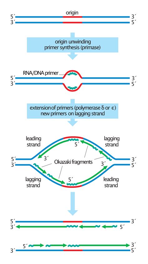 File:Asymmetry in the synthesis of leading and lagging strands.svg - Wikimedia Commons