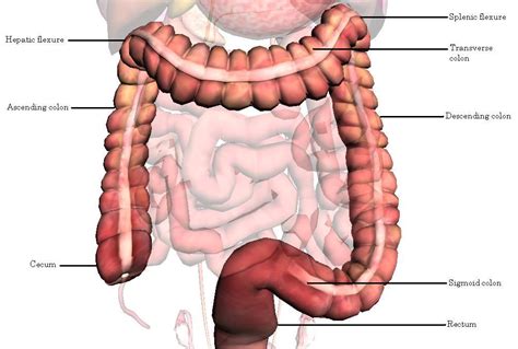 Medicine...Life: Colonoscopy in prevention of colorectal carcinoma