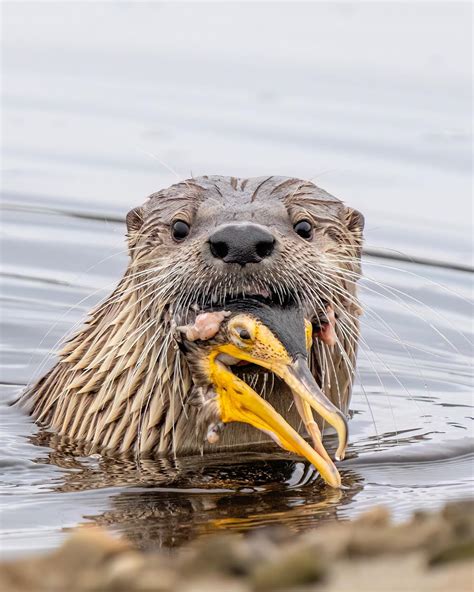 River Otter carrying a Cormorant's decapitated head : r/HardcoreNature