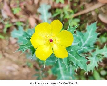 Beautiful Fresh Argemone Mexicana Flower Indian Stock Photo 1725635752 ...