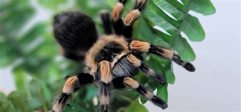 Mexican Red Knee Tarantula Bite Symptoms