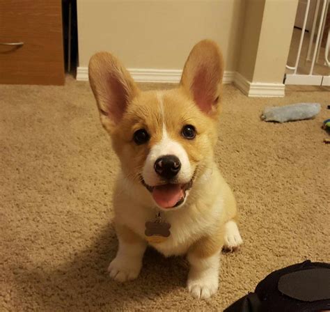 Corgi For Adoption