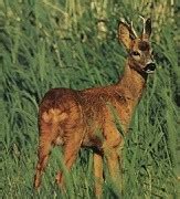 Roe Deer Hides | Rugs and Hides