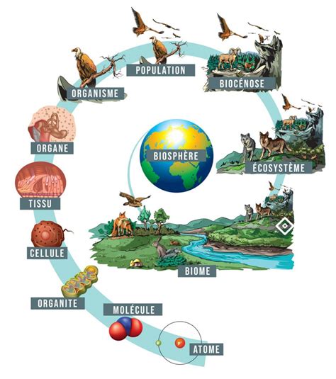 Définition : Qu’est-ce que l’écologie ? - Débutant - Conservation Nature