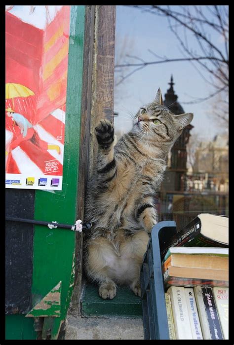 Cat from Paris {France} - Traveling Cats - Travel Pictures of Cats