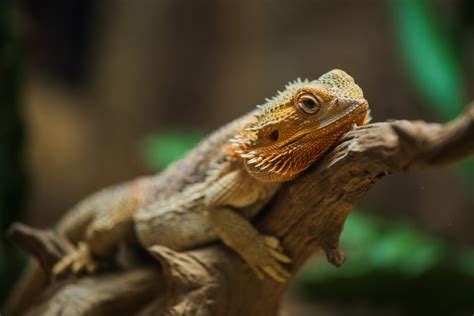 Bearded Dragon Diet: What They Can + Can't Eat, For Hatchlings to Adults