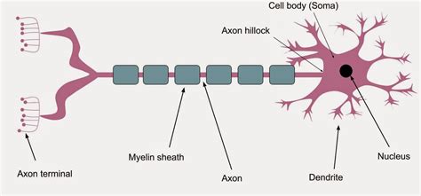 A2 Biology: February 2015