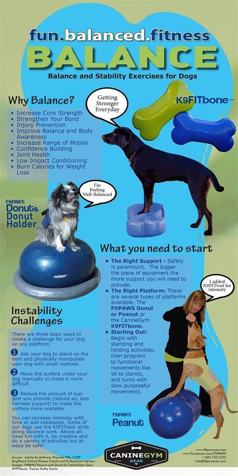 BALANCE AND STABILITY EXERCISES FOR DOGS | Dog training, Agility ...