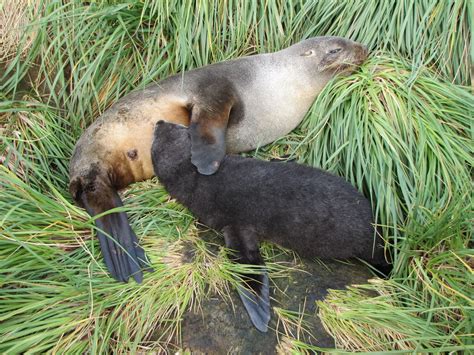 This cute Antarctic Fur seal pup is suckling. Picture taken at Prion Island. | Fur seal, Seal ...