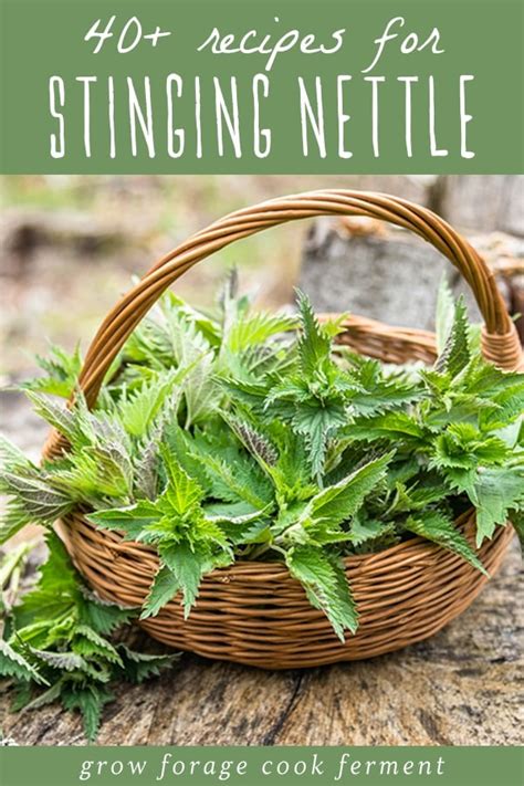 40+ Stinging Nettle Recipes (without the sting!)