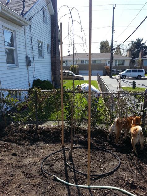 Pruning Weeping Cherry Tree