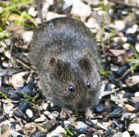 California Vole (Microtus californicus) · iNaturalist.org