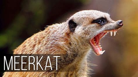 MEERKAT — Fearless and Aggressive relative of the Mongoose - YouTube