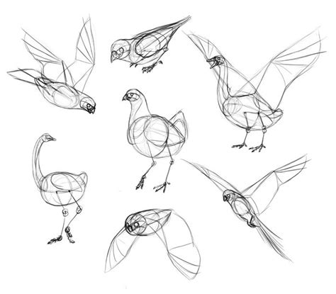 How to Draw Birds: Step by Step Instructions with Anatomical Details ...