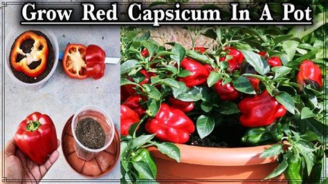 How to Grow Red Capsicum In A container ll How to Grow Red Bell pepper plant free of cost ...