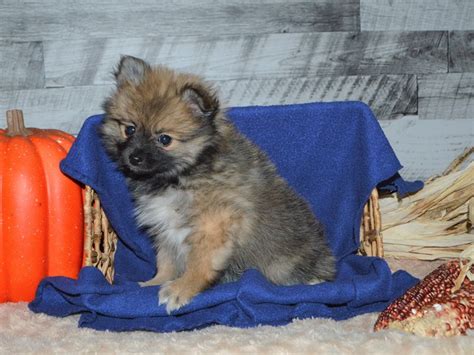 Pomeranian-DOG-Female-Red Sable-2905698-Petland Dunwoody