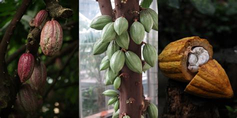 The Amazon Rainforest's Cacao Tree Rainforest Cruises, 48% OFF