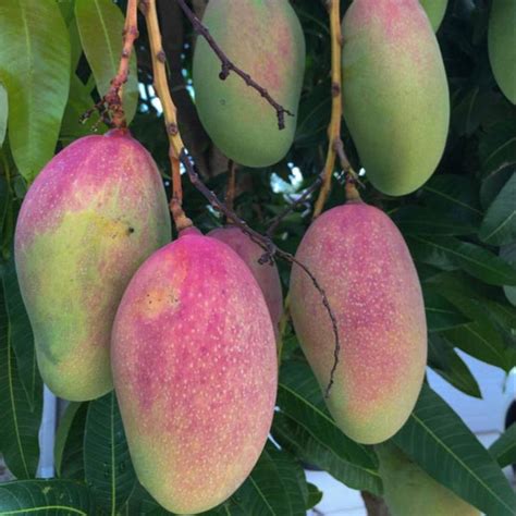 All season mango - Make My Garden