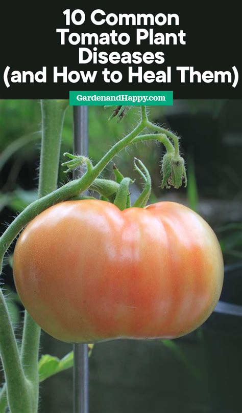 10 Common Tomato Plant Diseases (and How to Heal Them) - Garden and Happy