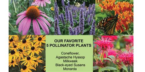 POLLINATOR INFO