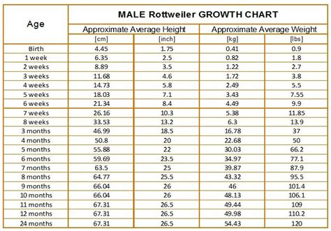 Male Rottweiler Growth Chart | Rottweiler, Growth chart, Rottweiler weight